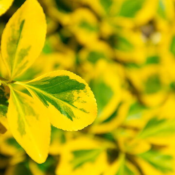 Close-up of variegated yellow and green leaves on a decorative shrub in sunlight