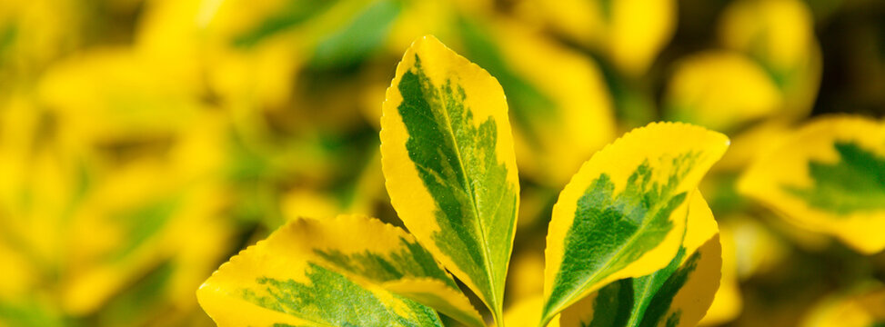 Close-up of variegated yellow and green leaves on a decorative shrub in sunlight