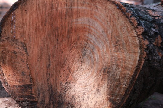 Natural Tree Log Cross Section Wood Texture with Growth Rings Rustic Timber Background Close Up