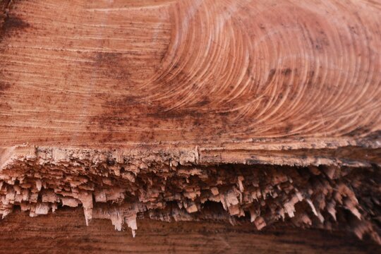 Close Up Detail Pattern Natural Wood Texture Background with Tree Rings and Rough Timber Surface