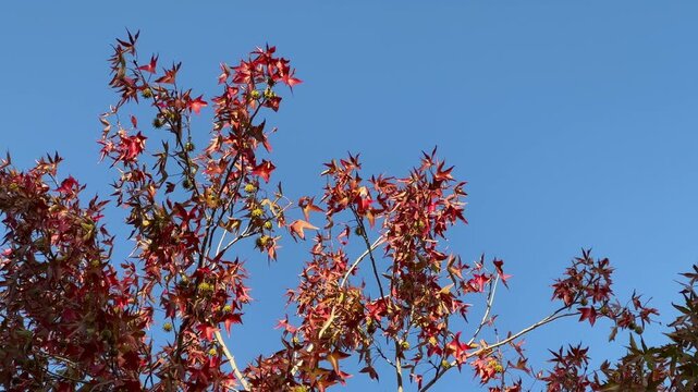 Low angle lock down shot of a Liquidambar styraciflua tree branch with vibrant red autumn leaves and green seed pods against a a clear blue sky. Sunny day. Foliage gently swaying in the wind