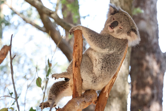 Sleepy Koala Resting on Eucalyptus Tree Branch in Australia