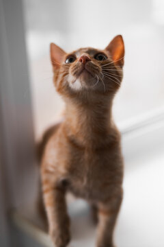 A small orange cat stands on its hind legs inside a bright room, looking up curiously.