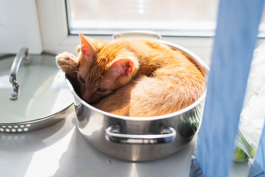 An orange cat curls up inside a metal pot near a window, enjoying the sunlight. The scene shows a cozy kitchen atmosphere with a few kitchen items nearby
