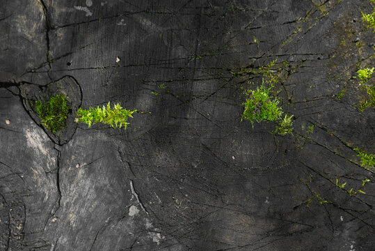 Moss grows on a weathered wooden surface, highlighting the texture and details of the wood. The fresh green of the moss contrasts with the dark tones of the wood, creating a natural visual appeal