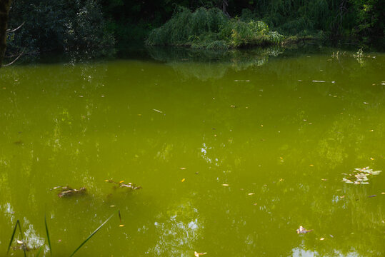 green pond located near a dense forest. The water reflects the surrounding vegetation and includes some fallen leaves on the surface