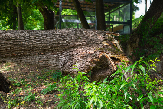 A large tree trunk lies on the ground with visible damage. Surrounding it are green plants and lush foliage in a natural setting