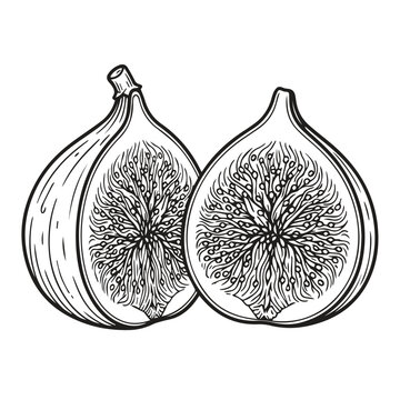 Hand drawn fig fruit slices botanical illustration with botanical, engraving