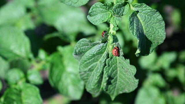 Colorado Potato Beetle Pupa Leptinotarsa decemlineata on Potato Leaf Close Up 4K 60fps