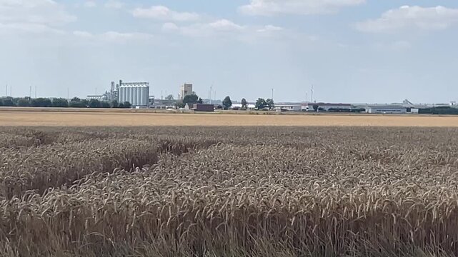 Ein erntereifes Getreidefeld.