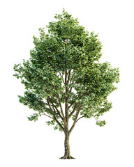 Obraz premium Deciduous tree with green leaves on white background isolated on a transparent background