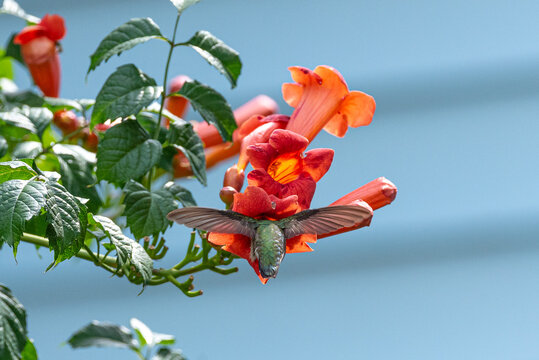 Hummingbird feeding from orange trumpet vine flowers 