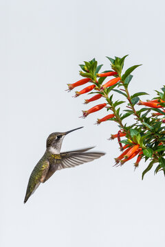 Closeup of hummingbird flying toward tubular orange vermillionaire flowers with white background