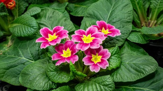 Primrose Timelapse of First Spring Flower Blossom. Primula Vulgaris Background
