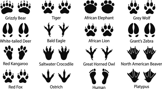 Diverse mammals birds and crocodile tracks silhouette collection
