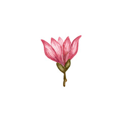 Hand painted watercolor illustration blooming pink magnolia flower. Botanical illustration of spring blooms. Clipart for postcard and wedding invitation design, stationery and greeting card © Elena