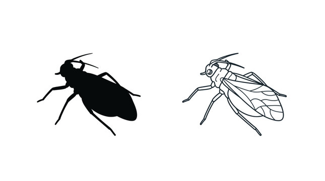 Cicada Silhouette And Line Drawing On White Background