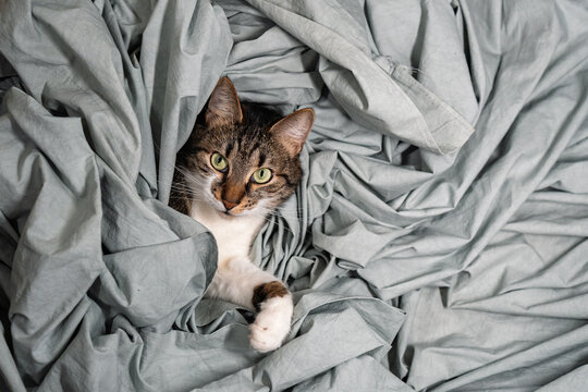 A soft cat in grey folds of cloth.