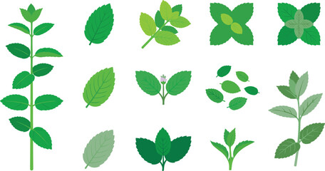 Fresh Mint Leaves and Peppermint Sprigs Vector Set with Isolated Green Herbal Foliage, Stems, and Botanical Elements for Tea, Food, and Cosmetic Branding © mstLilima