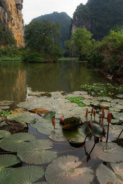 Water lily on a wetland pong in Ninh Binh, Vietnam 
