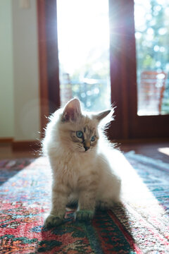 Kitten in sunlit room on patterned rug, soft fur and blue eyes