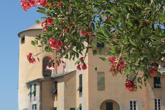 A coral tree in front of the Basilica di Santa Maria Assunta, Camogli, Liguria