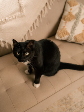 Black and White Cat Sits on a Beige Couch in a Cozy Room