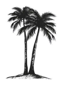 PNG Tropical palm trees silhouette illustration.