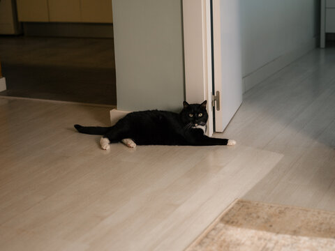 Cat lying on the floor in living room 