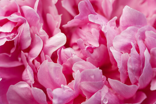 Peonies in drops of dew

