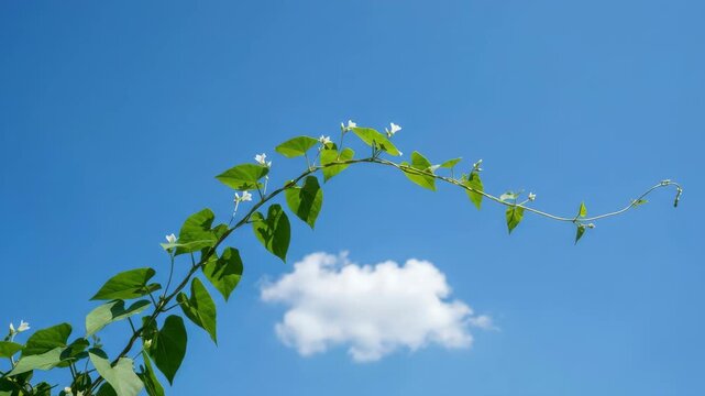 Green vine plant swaying gently against blue sky with white cloud for nature and ecology content