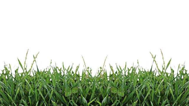 Green grass blades with water droplets, transparent isolated on a transparent background