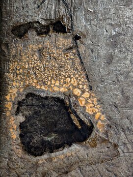 Fossilized bone cross-section embedded in dark stone matrix with spongy texture.