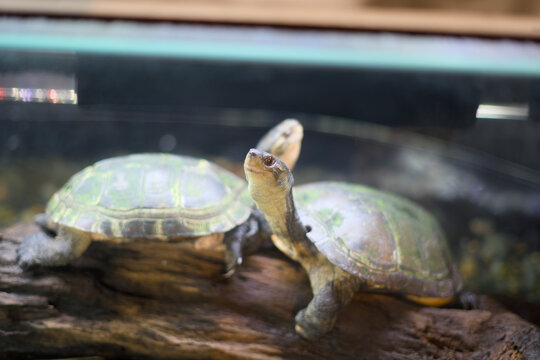 Two Turtles Resting On Driftwood In Tank
