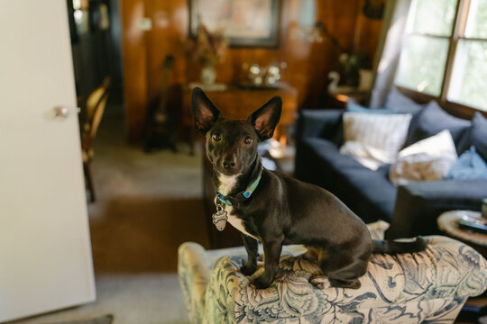 portrait of cute Chihuahua mix 
