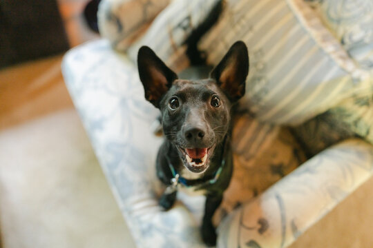portrait of cute Chihuahua mix 