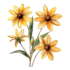Obraz premium watercolor of Rudbeckia Branch illustration, isolated on a white background.