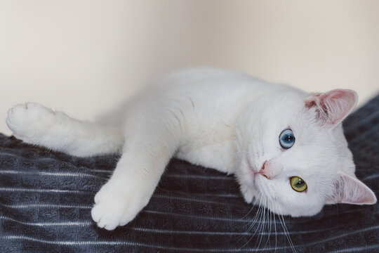 White cat with different irises on a blue plaid.
