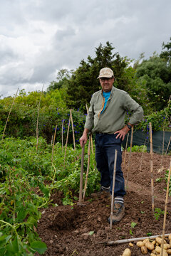 Man harvesting potatoes