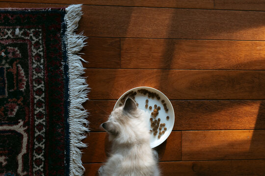 Candid cat eating kibble from bowl on sunlit wooden floor