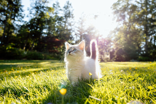 Sunlit kitten exploring green grass in a candid outdoor moment