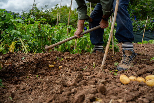 Farmer harvesting potatoes