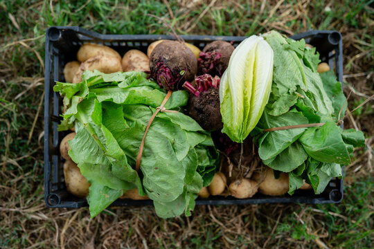 Freshly harvested organic vegetables