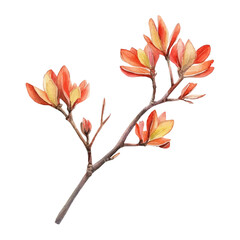 Fototapeta premium Kangaroo Paw Branch, illustration watercolor with playful splashes and delicate line details, isolated on a white background.