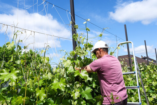 A man works in his vineyard with grapes.