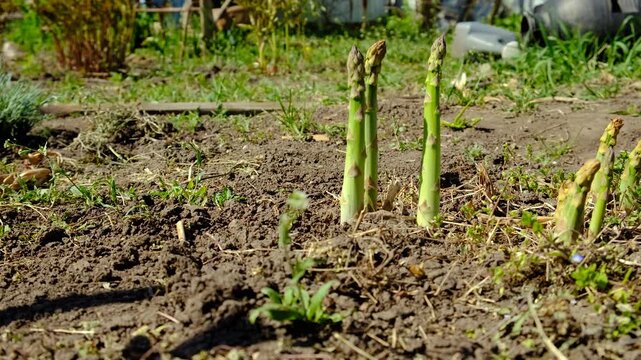Asparagus grows in the garden. Selective focus.