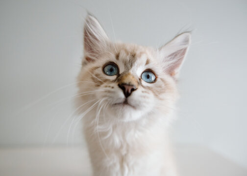 Cute blue-eyed kitten looking up with soft fur and curious expre