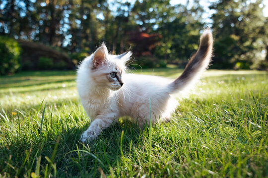 Playful kitten exploring sunlit grass in a backyard
