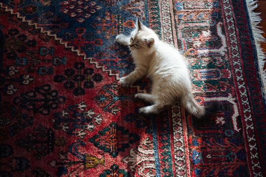 Kitten lying on patterned rug in warm sunlight