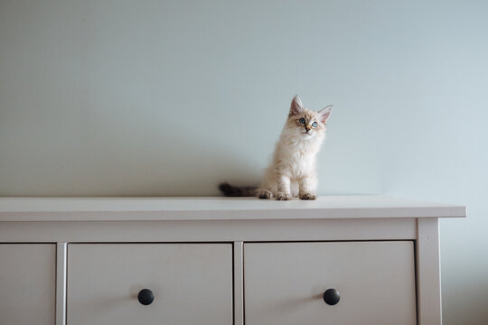 Curious kitten sitting on white dresser in minimalist home inter